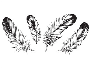 Four Black and White Hand Drawn Feathers Illustration