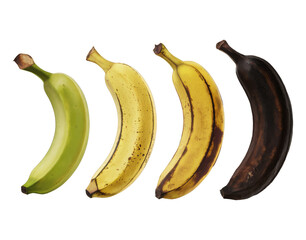 Quartet of bananas displaying varying degrees of maturity, from firm and green to extensively browned