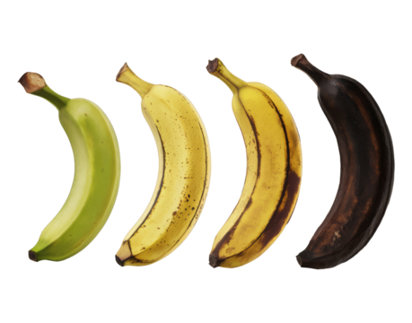 Quartet of bananas displaying varying degrees of maturity, from firm and green to extensively browned