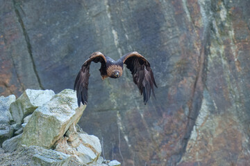 Golden eagle (Aquila chrysaetos), adult, flying, in autumn, Šumava, Czech Republic, Europe