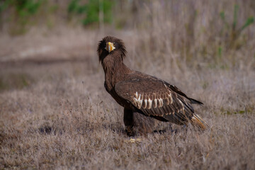 Steller's Sea-Eagle, Haliaeetus pelagicus, also known as Pacific sea eagle portrait. An immense eagle with large head and massive orange bill to match. 