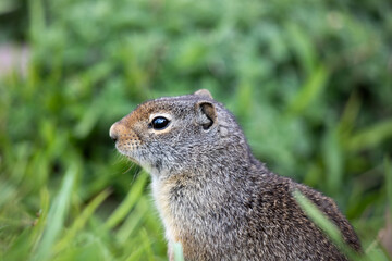ground squirrel profile closeup in green prairie 
