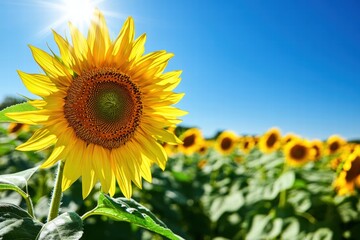 Obraz premium Sunflowers in bloom against blue sky