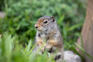 Standing ground squirrel top of body close view