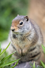 Portrait of cure ground squirrel, close up, Wyoming wild animal