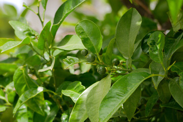 Small green unripe lemon fruit germs growing on a tree close up