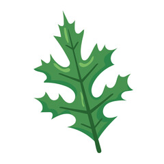 Fototapeta premium Green spiky holly leaf. Vector