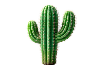 A vibrant green cactus with spines isolated on a black background for versatile design applica