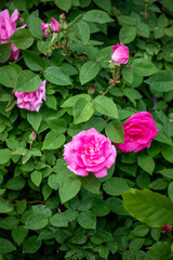 Pink roses in lush green bush