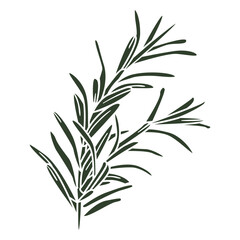 Fototapeta premium Leaves nature cut out