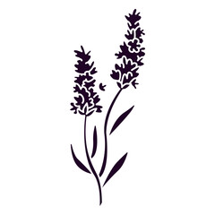 Obraz premium Lavender flowers on a stem cut out