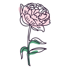 Peony flower color stroke