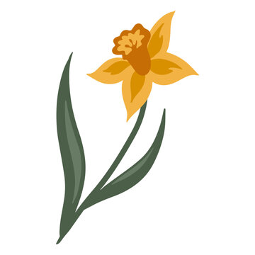 Yellow single daffodil flower