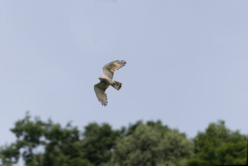 飛翔するサシバ