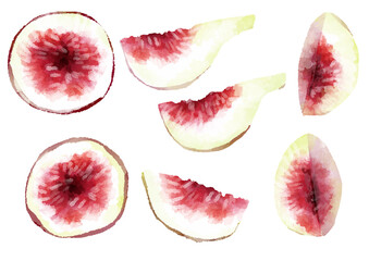 いちじくの断面のイラスト　手描き　水彩風
