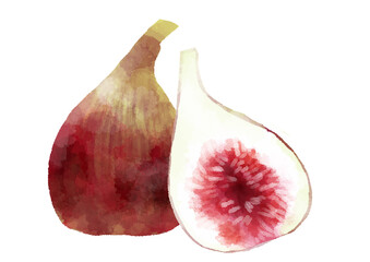 いちじくのイラスト　手描き　水彩風
