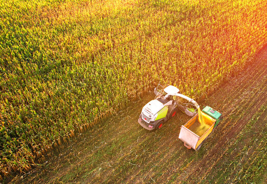 Maize Harvesting with Forage harvester in field, aerial view. Cutting Maize for silage. Farm Tractor with trailer transports corn from field. Corn harvest season at farm. Self-propelled harvester.