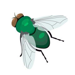 green fly no background vector