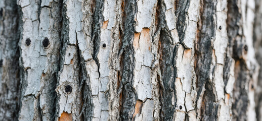 Detailed Close-Up of Old Tree Bark Texture - Grey and Brown