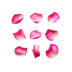 Twelve Delicate Pink Rose Petals Isolated on Transparent Background
