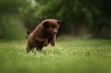 Fototapeta premium Cute chocolate spitz puppy jumping on a green lawn, photo of pets in motion