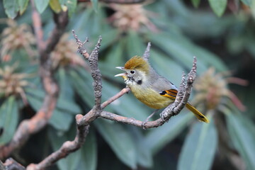 The bar-throated minla or chestnut-tailed minla (Actinodura strigula), or even bar-throated siva, is a species of bird in the laughingthrush and babbler family Leiothrichidae. 