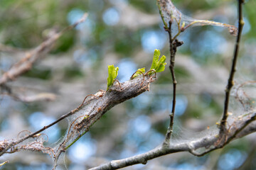 New leaves growing on a bird cherry (prunus padus) after being stripped by ermine moth caterpillars.