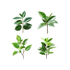 Naklejka premium Four Variations of Ficus Elastica Plant Cuttings on Transparent Background