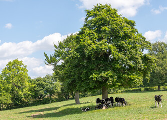 Holstein friesian calves taking shade under a tree in a field of pasture in a parkland landscape. © Found // Framed