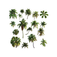 Aerial View Collection of Diverse Palm Trees, Tropical Foliage, Isolated on Transparent Background