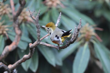 The bar-throated minla or chestnut-tailed minla (Actinodura strigula), or even bar-throated siva, is a species of bird in the laughingthrush and babbler family Leiothrichidae. 