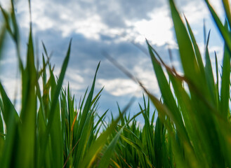 Vibrant green blades of grass rise towards a cloudy sky, creating a peaceful atmosphere in an outdoor setting. A calm environment evokes tranquility and nature's beauty
