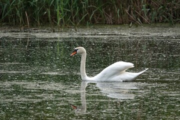 Biały łabędź © tomo81