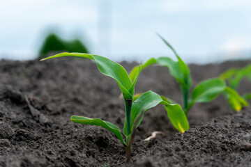 Young corn plants emerge from fertile dark soil under overcast skies, showcasing new growth in an agricultural landscape during the planting season