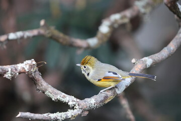 The bar-throated minla or chestnut-tailed minla (Actinodura strigula), or even bar-throated siva, is a species of bird in the laughingthrush and babbler family Leiothrichidae. 