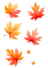 Set de hojas de arce estilo acuarela, aisladas sobre fondo transparente. PNG.