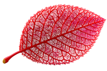 Red Leaf Skeleton Intricate Veins Nature Macro Photography Botanical Detail