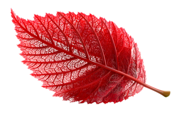 Red leaf detailed vein structure autumn foliage botanical illustration nature closeup red