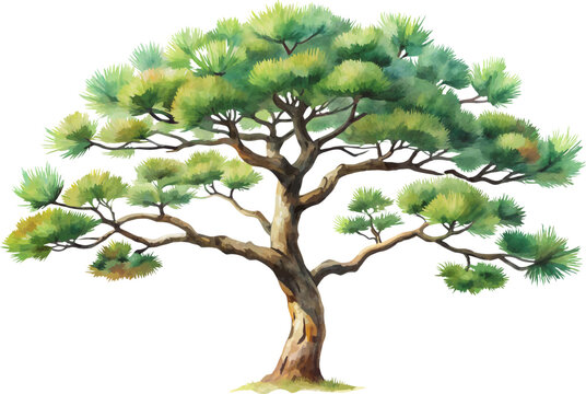 A watercolor painting of an Eastern White Pine (Pinus strobus), showing long soft needles in clusters and a straight trunk, isolated on a white background. 