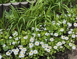 Flower garden with white daisies and green foliage creating a vibrant landscape