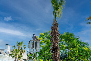 Palm tree being pruned by a worker using a lift vehicle