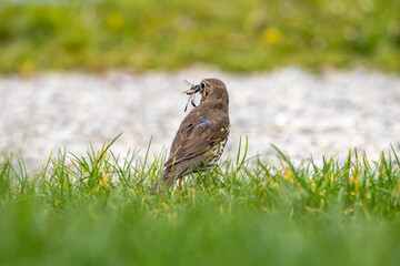 A wild thrush with spotted plumage holding an insect in its beak while standing in fresh green grass. Captured in natural habitat, perfect for wildlife or nature-related themes