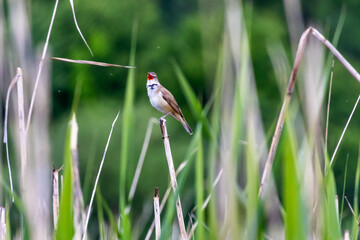 Singing warbler captured on a tall reed in lush wetland environment. High detail on feathers and open beak enhances storytelling potential