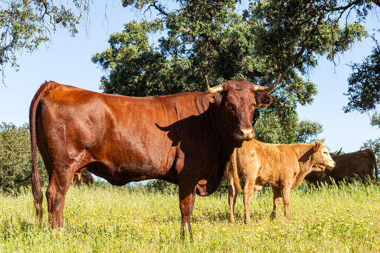 Guardian Instinct: Retinta Cow Shielding Her Calf, Side Profile.