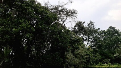 Beautiful blue sky with soft white clouds and green tree canopy framing the top view, perfect nature background for relaxation, serenity, and peaceful outdoor atmosphere
