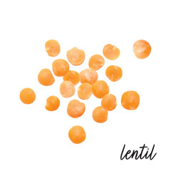 Lentils red isolated on white background. Vector illustration.