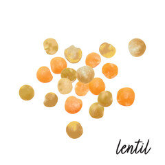 Lentils isolated on white background. Vector illustration.