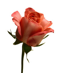 Unfolding Coral Rose A Stunning Close-Up Photograph