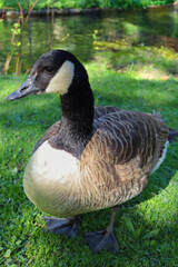 Canada goose standing on green grass by a pond with blurred water and other birds in the...