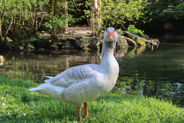 Obraz premium Close-up of a white domestic goose standing on lush green grass by a calm pond, surrounded by natural park scenery with sunlight highlighting its soft feathers and orange beak 